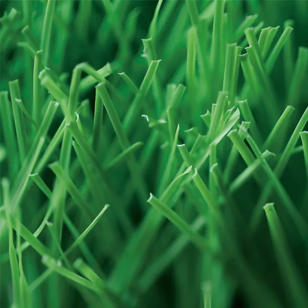 Commercial Artificial Grass, MT-Venus