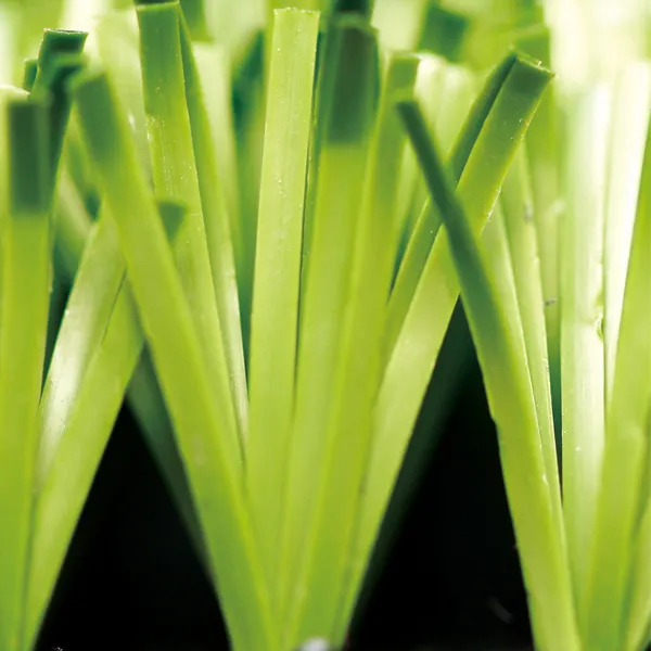 Safe, Clean, and Comfortable Turf for Your Pets