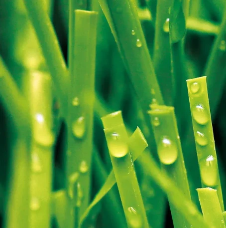 playground grass