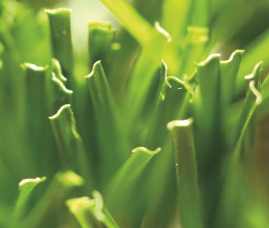 artificial grass for dogs